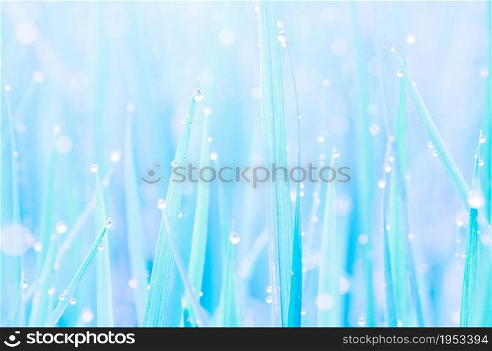Beautiful Water Droplets On The Green Grass Shine In The Sunlight And Bokeh Close-up Macro, Abstract Summer Nature Background With Drops Of Dew, Blue Tone Picture