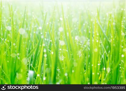 Beautiful Water Droplets On The Green Grass Shine In The Sunlight And Bokeh Close-up Macro, Abstract Summer Nature Background With Drops Of Dew.