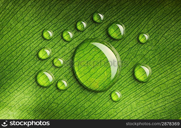 Beautiful water drops on a leaf close-up