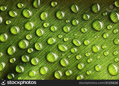 Beautiful water drops on a leaf close-up