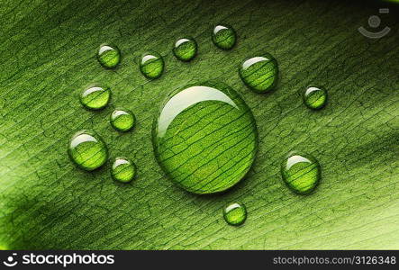 Beautiful water drops on a leaf close-up