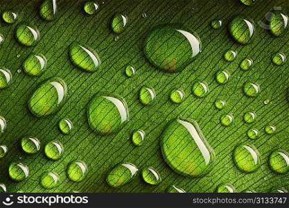 Beautiful water drops on a leaf close-up