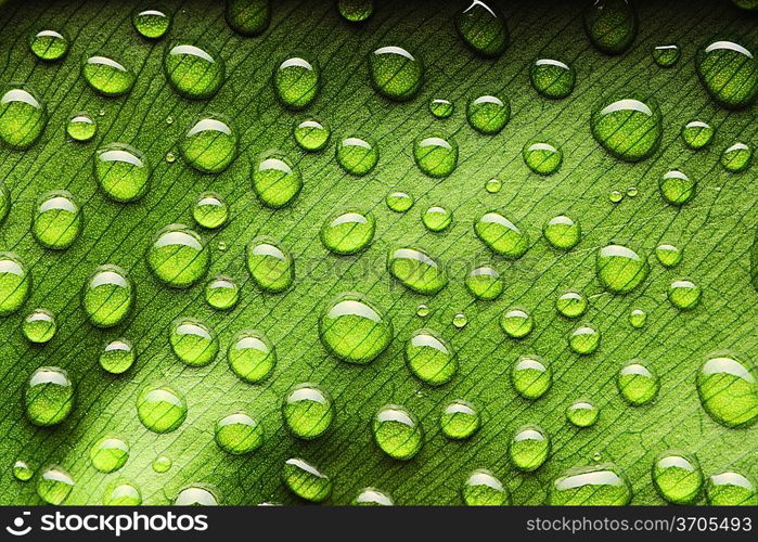 Beautiful water drops on a leaf close-up