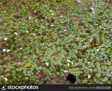 Beautiful water flowers plant in a pond .. Beautiful water white flowers plant in a pond .