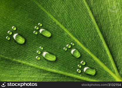 Beautiful water footprint drops on a leaf close-up