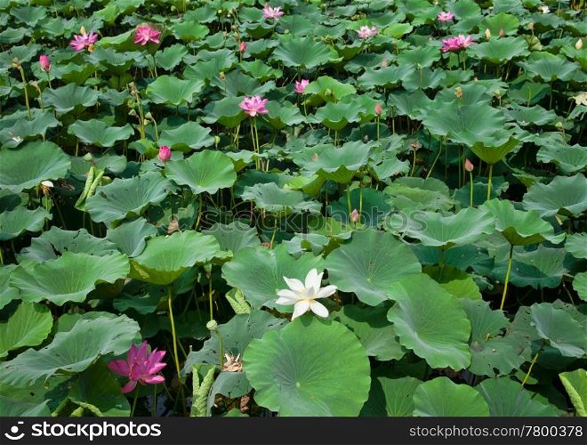 beautiful water lillies in the garden pond