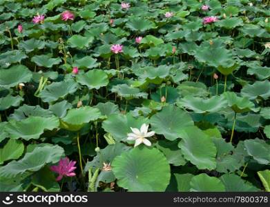 beautiful water lillies in the garden pond