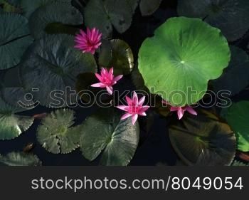 beautiful water lily flower in the pond