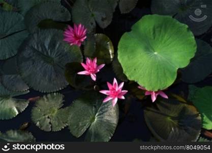 beautiful water lily flower in the pond