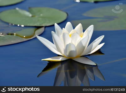 Beautiful water lily in a lake with a blue, clear water