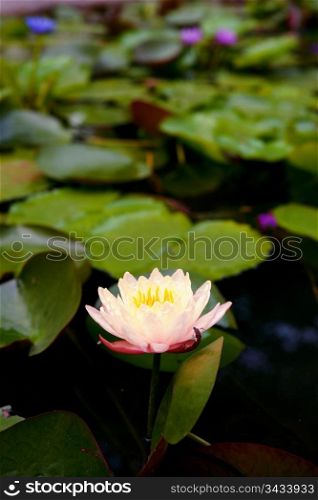 beautiful water lily in the garden pond