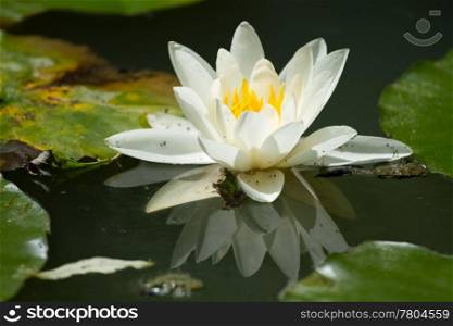 Beautiful water lily on the lake