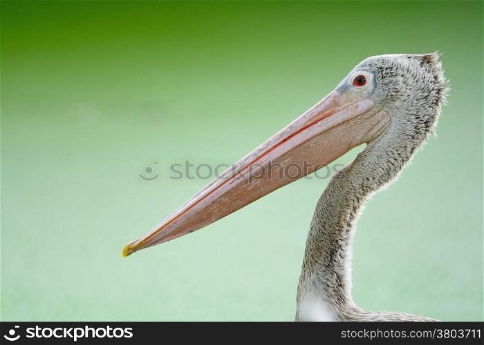 Beautiful waterbird, Spot-billed Pelican ( Pelecanus phillippensis), head profile