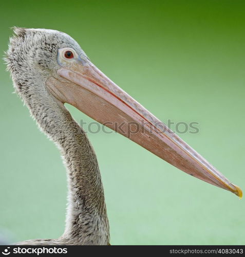 Beautiful waterbird, Spot-billed Pelican ( Pelecanus phillippensis), head profile