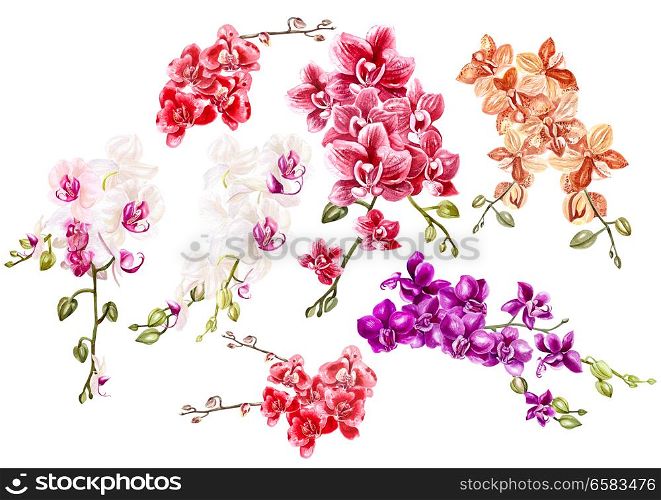 Beautiful watercolor set with orchids. Illustration. Beautiful watercolor set with orchids.