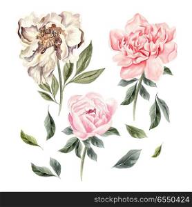 Beautiful Watercolor set with peony flowers. . Beautiful Watercolor set with peony flowers. Illustration
