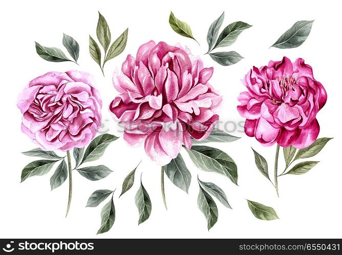 Beautiful Watercolor set with peony flowers. . Beautiful Watercolor set with peony flowers. Illustration