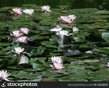 Beautiful Waterlily on pound in park