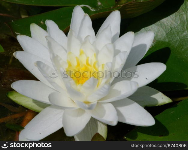 Beautiful Waterlily on pound in park