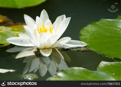 Beautiful waterlily on reflection water in France