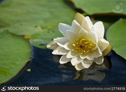 Beautiful waterlily on the water