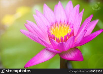 Beautiful Waterlily, Pink Lotus Flower Plants In Pond With Green Leaf Background And Sunlight.