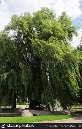 Beautiful weeping willow in center of Minsk, Belarus