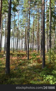 Beautiful well growing pine tree forest in early fall season colors