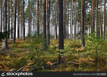 Beautiful well growing pine tree forest in early fall season colors
