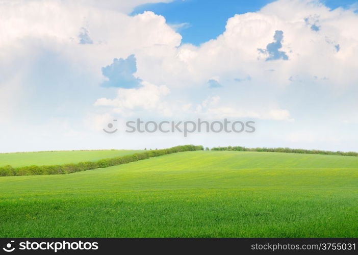 beautiful wheat field and blue cloudy sky