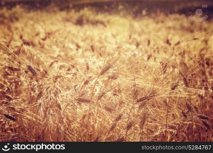 Beautiful wheat field background, grunge style photo of ripe golden rye meadow, farming landscape, autumn season concept
