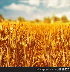 Beautiful wheat field over blue cloudy sky background, organic nutrition production, food industry, countryside landscape, harvest season concept