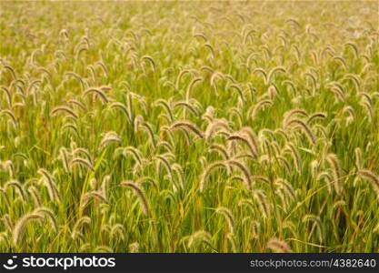 Beautiful wheat field to use as wallpaper