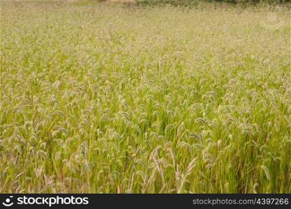 Beautiful wheat field to use as wallpaper