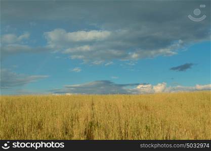 Beautiful wheat field with a blue sky and clouds