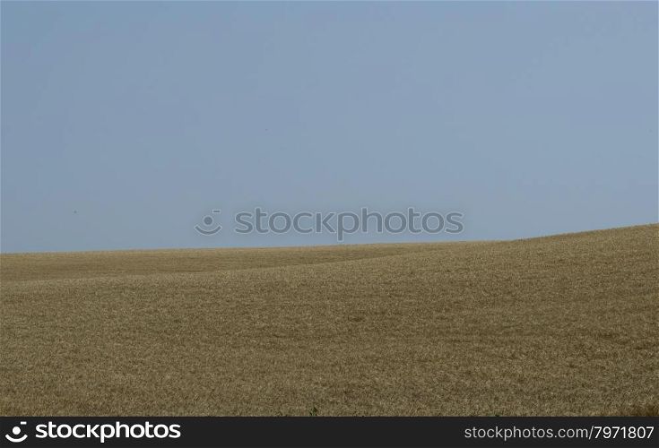 beautiful wheat field with the blue sky
