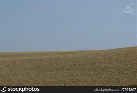 beautiful wheat field with the blue sky