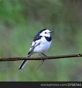 Beautiful white and black bird, male White Wagtail (Motacilla alba), standing on a branch, breast profile