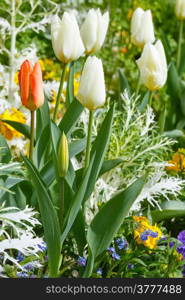 Beautiful white and one red tulips . Nature many-coloured background.