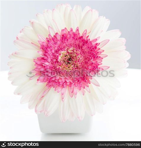 Beautiful white and pink gerbera flower in jar