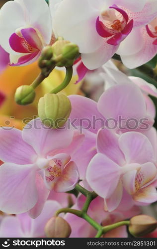 Beautiful white and pink orchid - phalaenopsis