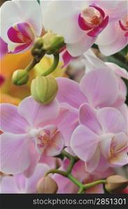Beautiful white and pink orchid - phalaenopsis