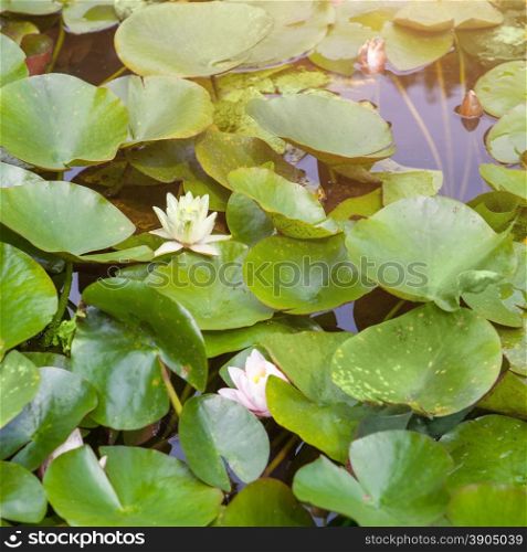 Beautiful white and pink waterlily or lotus flower in pond