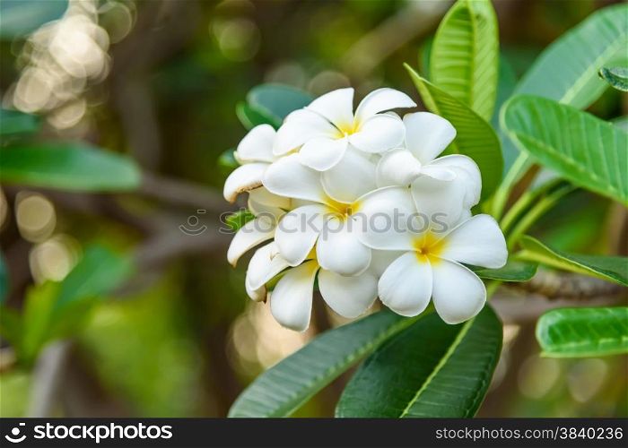 Beautiful White and yellow Frangipani flowers, Apocynaceae Family