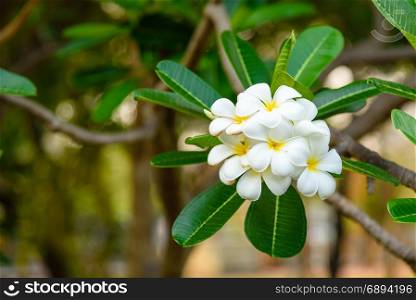 Beautiful White and yellow Frangipani flowers, Apocynaceae Family