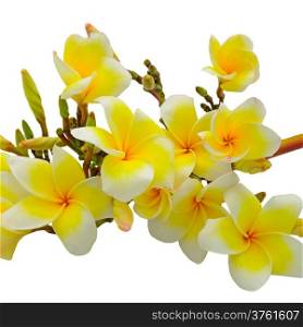 Beautiful white and yellow Plumeria flower, tropical flower isolated on a white background