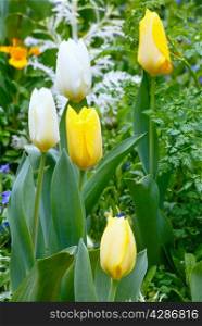 Beautiful white and yellow tulips (close-up). Nature many-coloured background.
