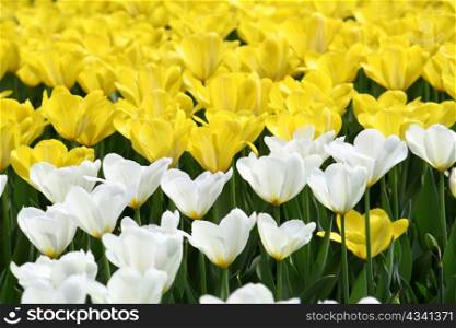 beautiful white and yellow tulips glowing in sunlight