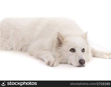 Beautiful White aski severer dog laying down on the floor,studio shot