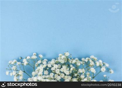 beautiful white baby s breath flowers arranged blue backdrop